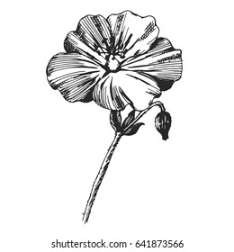 Geranium Rozanne wild flower isolated. Ink drawing flowers. You can use for tattoo and laser cutting
