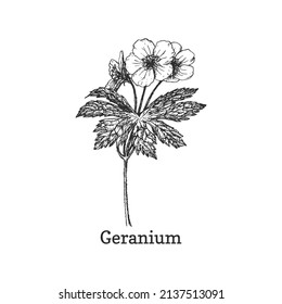 outline drawings of geraniums