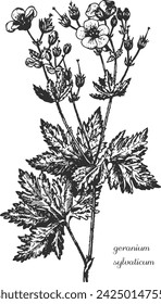 geranium sylvaticum, black and white geranium hand drawing. Vector modern vintage botanical illustration of geranium with flowers, leaves. Medicinal natural herb.