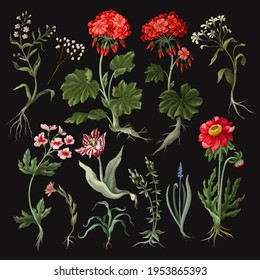 Geranium, tulip and other wild flowers isolated