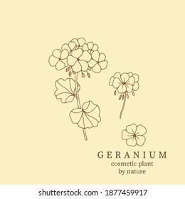 Geranium vector illustration. Botanical design for organic cosmetics, perfumery, medicine. 