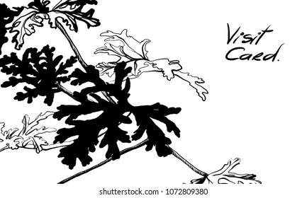geranium visit card. Wedding invitation card with nature flower motiv. Bloom silhouette post card. Herbal vintage hand drawing floral print