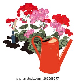 geraniums blooming in the garden and watering