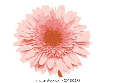 Gerber Daisy flower