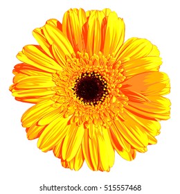 Gerber flower.
