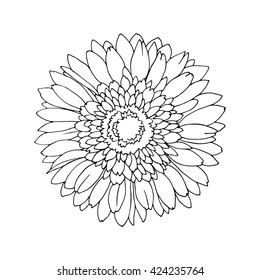 Gerber flower. Hand-drawn design element.