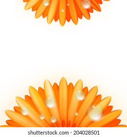 Gerber petals with water drops isolated on white background. plus EPS10 vector file