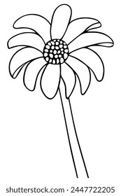 Gerber. Vector illustration. Outline on isolated white background. Doodle style. Flower sketch. Delicate daisy. Summer flower. Coloring book for children. A perennial plant from the Asteraceae family.