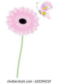 Gerbera with a butterfly.