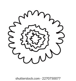 gerbera or chamomile flower on white background. One line drawing style.