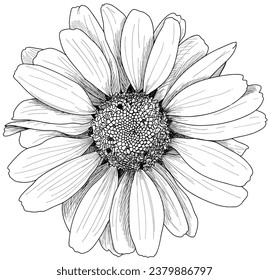 Gerbera daisy black on white vector line drawing.