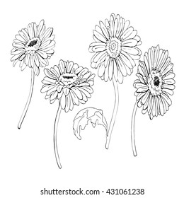 Gerbera daisy or chamomile flowers set drawn by ink. Silhouette flowers on white background. Hand drawn vector illustration.
