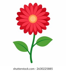Gerbera daisy flower colorful vector with two leaves on white background