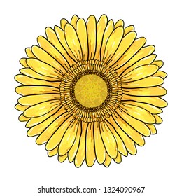 Gerbera Daisy flower, Colorful yellow head Isolated on white background, Floral Illustration. Hand drawn vector pen and ink illustration of Gerbera Daisy flower in Vintage sketch style
