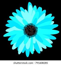 teal gerber daisy