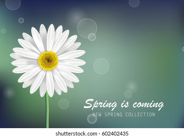 Gerbera daisy, white flower poster and spring is coming lettering. For web site, placard, wallpaper, flyer and backdrop. Also useful for ads, advert, marketing and advertisement
