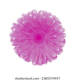 Buda de flores de Gerbera, vista superior, una, aislada, de punto circular de diferentes tamaños sobre fondo blanco