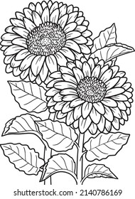 Gerbera Flower Coloring Page for Adults