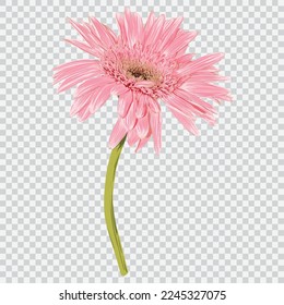 Gerbera flower drawing vector illustrations. Botanical floral hand drawn element.