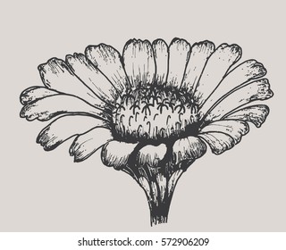 1,644 Gerbera outline Images, Stock Photos & Vectors | Shutterstock