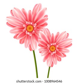 Gerbera flower heart isolated on white background