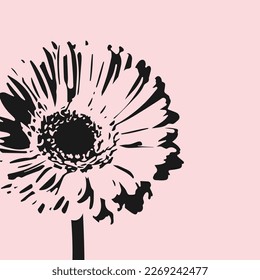 Flor de Gerbera aislada en un fondo rosado. Fondo vectorial floral con margarita.