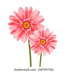 Gerbera flower isolated on white background