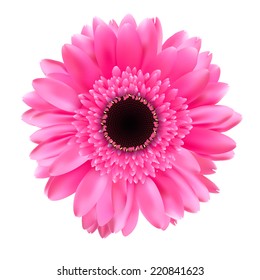 Gerbera Flower Isolated on White Background Vector Illustration 