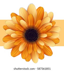  Gerbera flower isolated on white background. Vector illustration