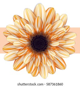  Gerbera flower isolated on white background. Vector illustration