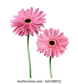 Gerbera flower isolated on white background. Vector realistic illustration EPS10.