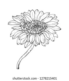 Gerbera flower. Isolated vector botanical illustration composition: tropical, retro, vintage, hand drawn, black and white, outline. For wedding invitation, card, print design, tattoo. Japanese style.