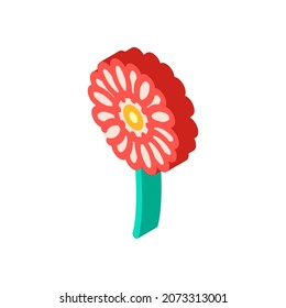 gerbera flower isometric icon vector. gerbera flower sign. isolated symbol illustration