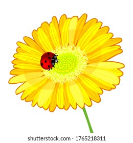 Flor de Gerbera y bromista en ilustración vectorial