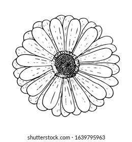 Gerbera flower top view, black outline isolated on white background, stock vector illustration for design and decoration, print, logo, tattoo, cutout template, sticker