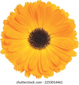 Vector de flores de Gerbera aislado en fondo blanco. Vector Gerbera flor de primavera de fondo mínimo de fondo blanco, formas orgánicas. Fondo vectorial para banner, afiche, web y embalaje.