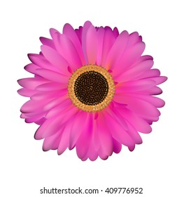 Gerbera Flower White Background Vector Illustration
