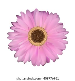Gerbera Flower White Background Vector Illustration