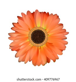 Gerbera Flower White Background Vector Illustration