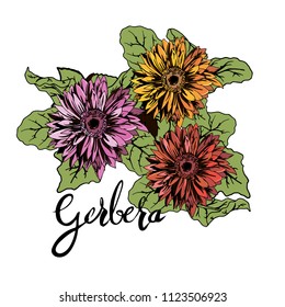 Gerbera flowers. Beautifull vector.