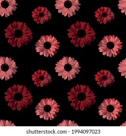 Gerbera flowers are maroon-red in color as a separate object. Seamless pattern with gerberas.