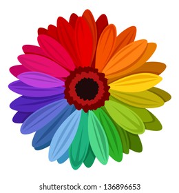 Gerbera flowers with multicolored petals. Vector illustration.