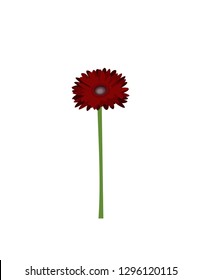 Gerbera flowers on white background