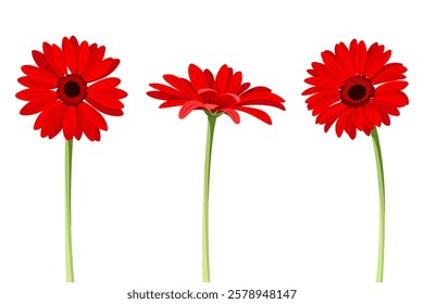Gerbera flowers. Set of red gerberas isolated on a white background. Vector illustrations. Hand-drawn illustration, not AI