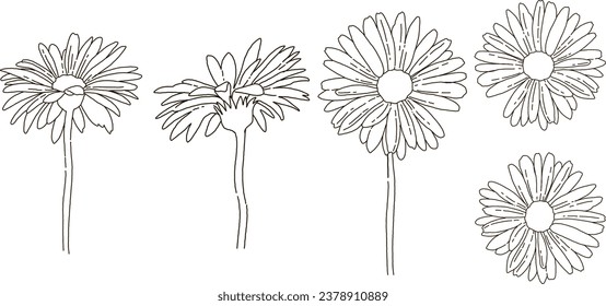 Conjunto de ilustraciones de líneas dibujadas a mano de Gerbera