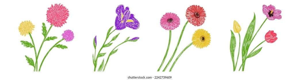 Gerbera, iris, tulip and chrysanthemum flowers set. Hand drawn floral vector illustrations. Pen or marker sketch. Hand drawn natural pencil drawing