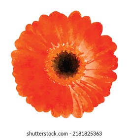 Gerbera isolated on white background Flower watercolor painting Vector illustration for design logo or decoration Hand drawn picture