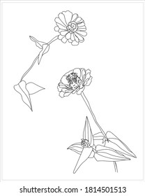 Gerbera  pattern.Image on white and color background.