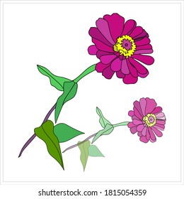 Gerbera  pattern..Image on white and color background.