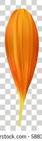 Gerbera petal isolated on transparent background. Vector illustration